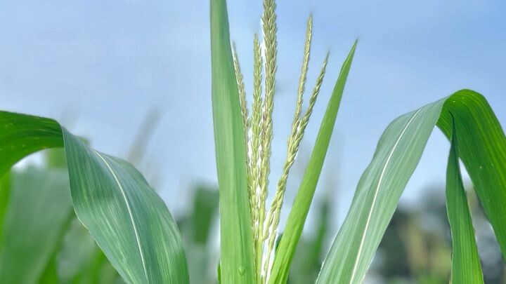Natural farming #viralshorts #video like 👍🏻 subscribe ♥️ comment on