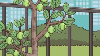In order to eat this guava, Dashen racked his brains and put in a lot of effort.