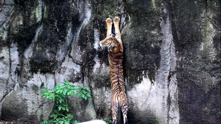 “Chắc đây là lý do người xưa gọi hổ là ‘đại trùng’ đấy.”