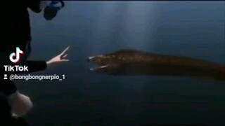 mga isdang may kakaibang mga ngipin