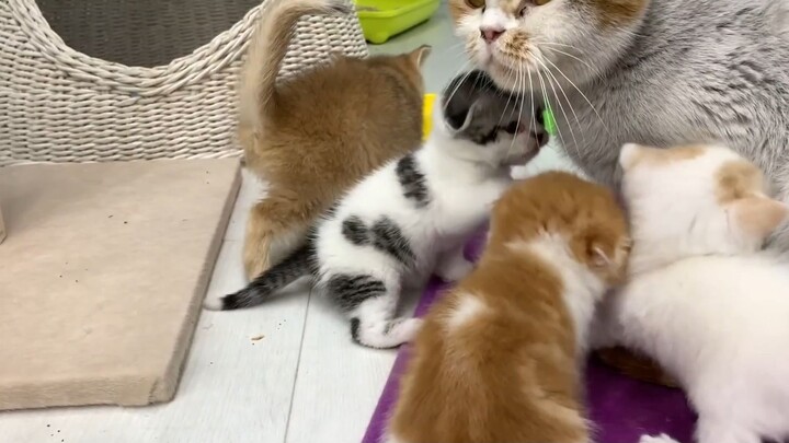 Boss cho những chú mèo con ăn :3