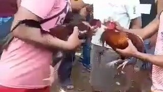 yan una laban ne.papya lines qo.noon hnd nag sugat mga kanokies qo.jn sa.cainta pa c joy manok noon.