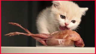 Kitten Eating Big Quail / Cat Mukbang.