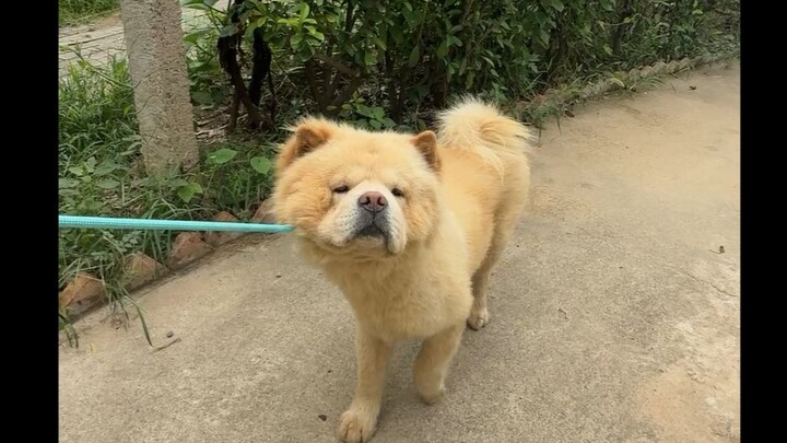 Songhui dogs are indeed stubborn, slow to react, socially awkward, and aloof, but they’re very cute.
