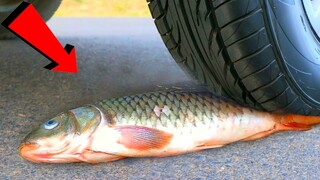 Eksperimen : Mobil VS Ikan???