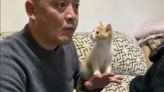 父母：你敢养猫我明天给你扔出去！
