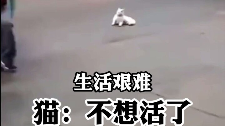 แมว: ฉันขอโทษที่เกิดมาเป็นแมว…ชีวิตมันยากลำบาก แต่ยังมีใครสักคนที่ทำให้หัวใจของเธออุ่นขึ้นได้เสมอ