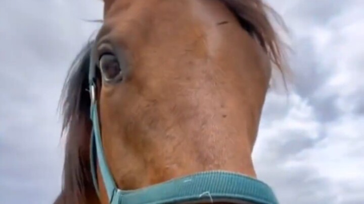 ม้าที่ได้ยินเสียงเรียกของคุณจากระยะไกลแล้ววิ่งมา