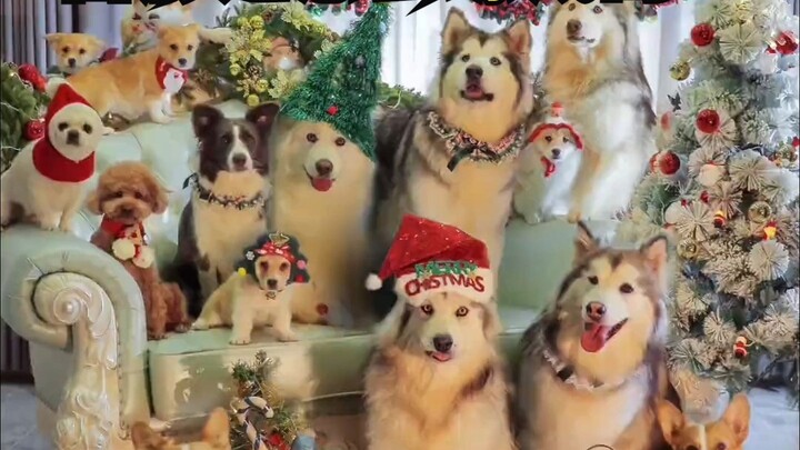 Lihat betapa patuhnya para anjing bodoh itu