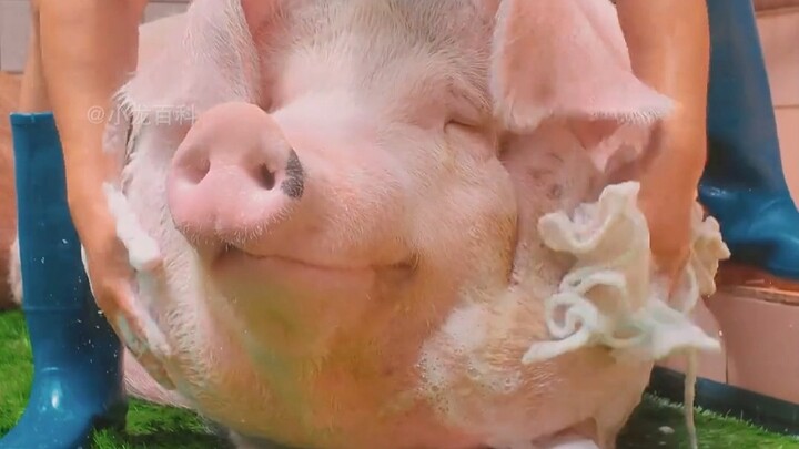 Babi kecil menggemaskan hati, sedangkan pesona babi besar benar-benar di luar dugaan!