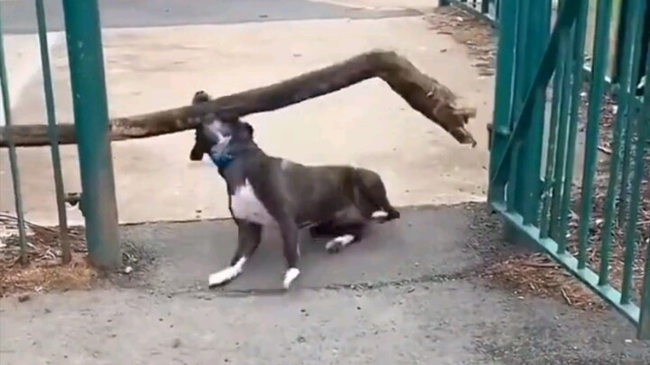 dogs funny cilp