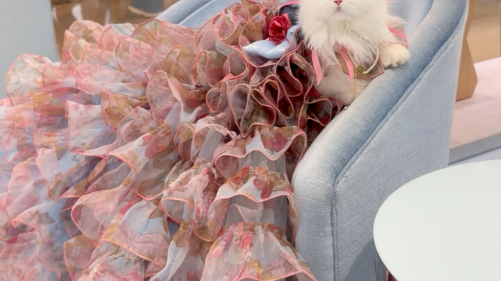 [Messi the Chef Cat] Video loading—hurry and claim your surprise!