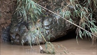 มาวันอื่นปกติดี...แต่มาวันนี้เเปลงร่างเป็นงูใหญ่ให้ชมเฉยเลย😱 #งูกลายเป็นหิน #นาคา #เขาค้อ #เพชรบูณ