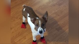 Những con người ngốc nghếch nhất hành tinh #12