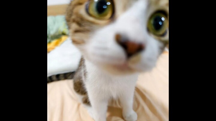 Cat-Parenting Newbie Scores the Ultimate Dad’s Gift Pack!