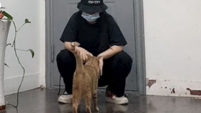 [Times Youth League] Ulasan singkat setengah jam tentang TNT-Be My Cat/Pratinjau Tutorial Tari\Yan H