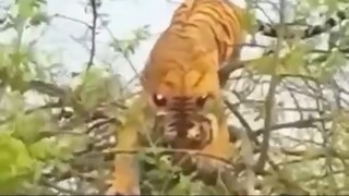 even the highest tree tiger will climb it to hunt