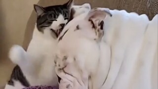 Kucing menindas anjing
