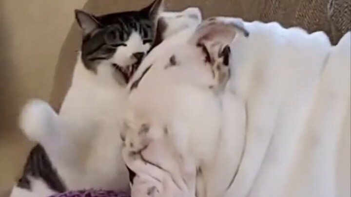 Kucing menindas anjing
