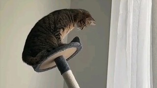 The idol's image has collapsed! The cat idol's image has collapsed!