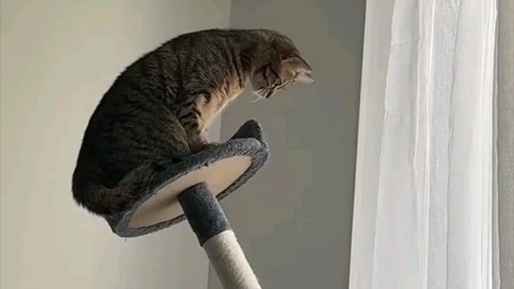 Rumah ambruk! Rumah kucing ambruk!