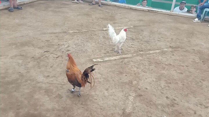 biboy white bulag wins. baldahan at New Aguinaldo Cockpit Arena Lejos, Bailen Cavite