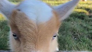 خروف مبتسر يقفز ويمرح كل يوم في منزل صاحبه، لطيف للغاية!