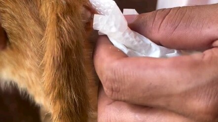 Horrific Intestinal Worms Ejected from a Feral Cat’s Anus