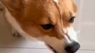 狗:这玩意比屎都粘牙