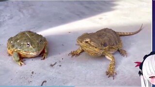 Japanese little girl watching African bullfrog and bearded dragon fighting for insects, the scene is