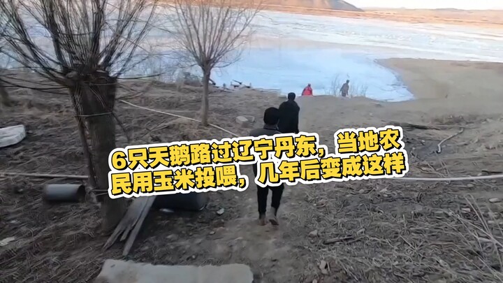 6 con thiên nga bay ngang qua Đan Đông, Liêu Ninh; người dân địa phương dùng ngô để cho ăn, vài năm 