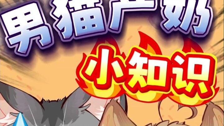 男猫产奶小知识~