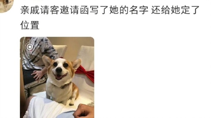 The level of tolerance for puppies in the Sichuan-Chongqing region