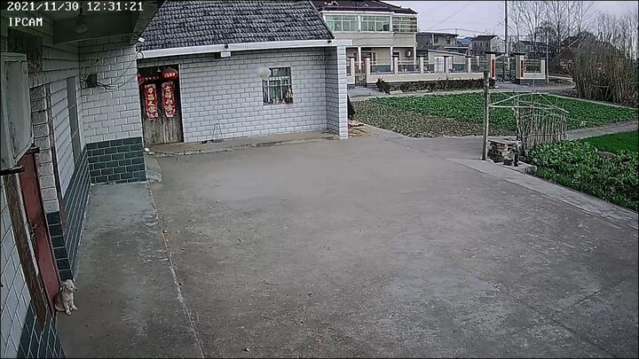 Lonely dog
