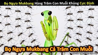 Bọ Ngựa Mukbang Hàng Trăm Con Muỗi Siêu Khủng Cực Đỉnh || Review Giải Trí Đời Sống