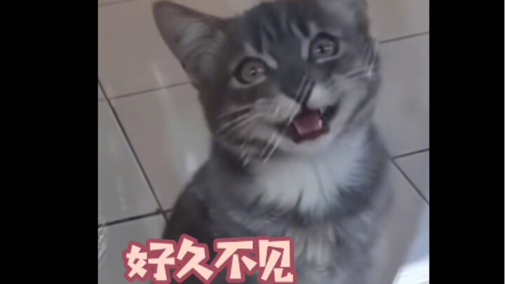 แมวน้อย: ไม่ได้เจอกันนานเลย ฉันยังเหมือนเมื่อสามปีก่อนเลยนะ