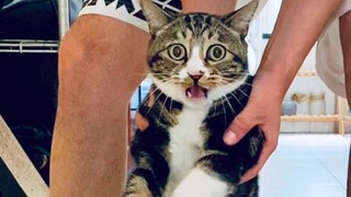 นี่คือรูปของฉันก่อนอาบน้ำ [ฉี่เป็นแมว]