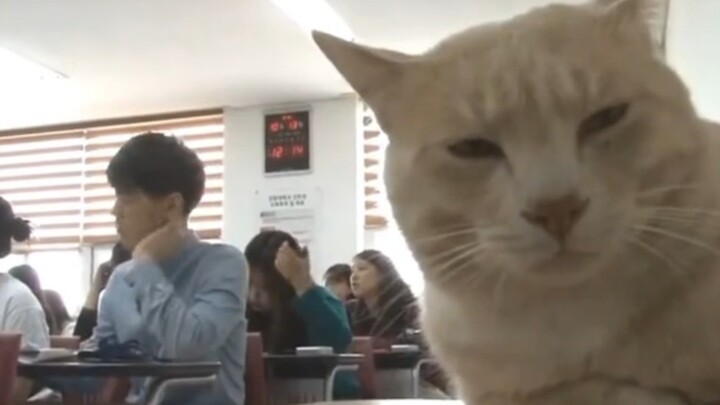 Cat's Adventures in Class!