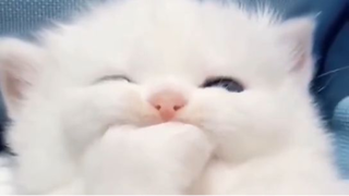 เกี่ยวกับเรื่องที่แมวน่ารักเกินไป