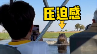 在水里的河马压迫感太强了，人类能游得过它们吗？