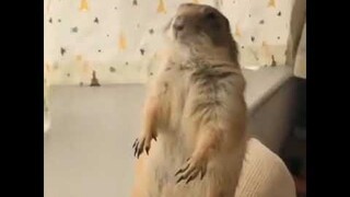 Prairie Dog not Satisfied with Your Pets Yet