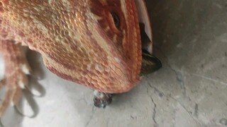 Tekanan darah maksimal