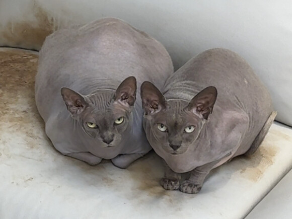 The Passion of the Sofa