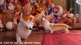 Đây là chú chó Corgi đẹp nhất nước Anh - REVIEW PHIM _ Corgi Những Chú Chó Hoàng