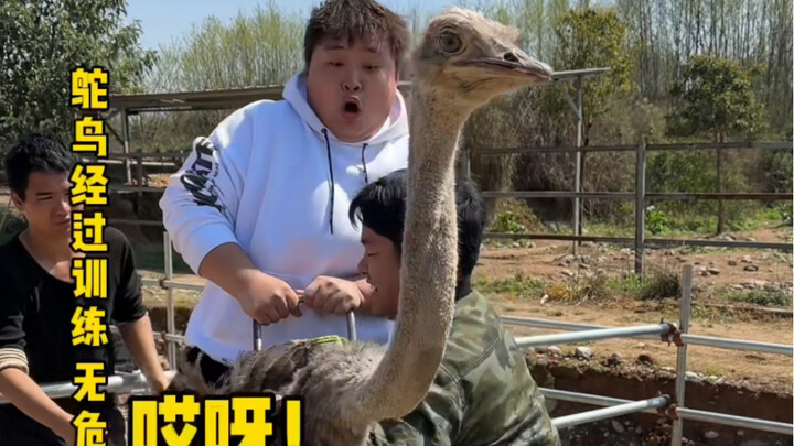 นกกระจอกเทศ: เจ้านาย ทำไมคุณรับงานทุกอย่างเลยล่ะ?