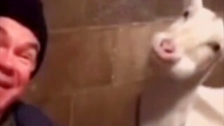 لحظات شفاء الحيوانات