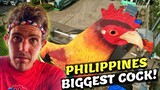 PHILIPPINES BIGGEST COCK - Motor Vlog Dipolog City From Zamboanga (Province Mindanao)