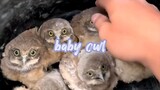 Baby owl cute