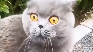 kelakuan kucing part 1