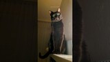 funny cats 😂 episode 287 #shorts